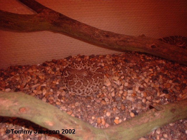 Crotalus ruber ruber4.JPG [62 Kb]